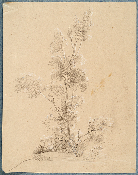 Study of a tree (Étude d'arbre)